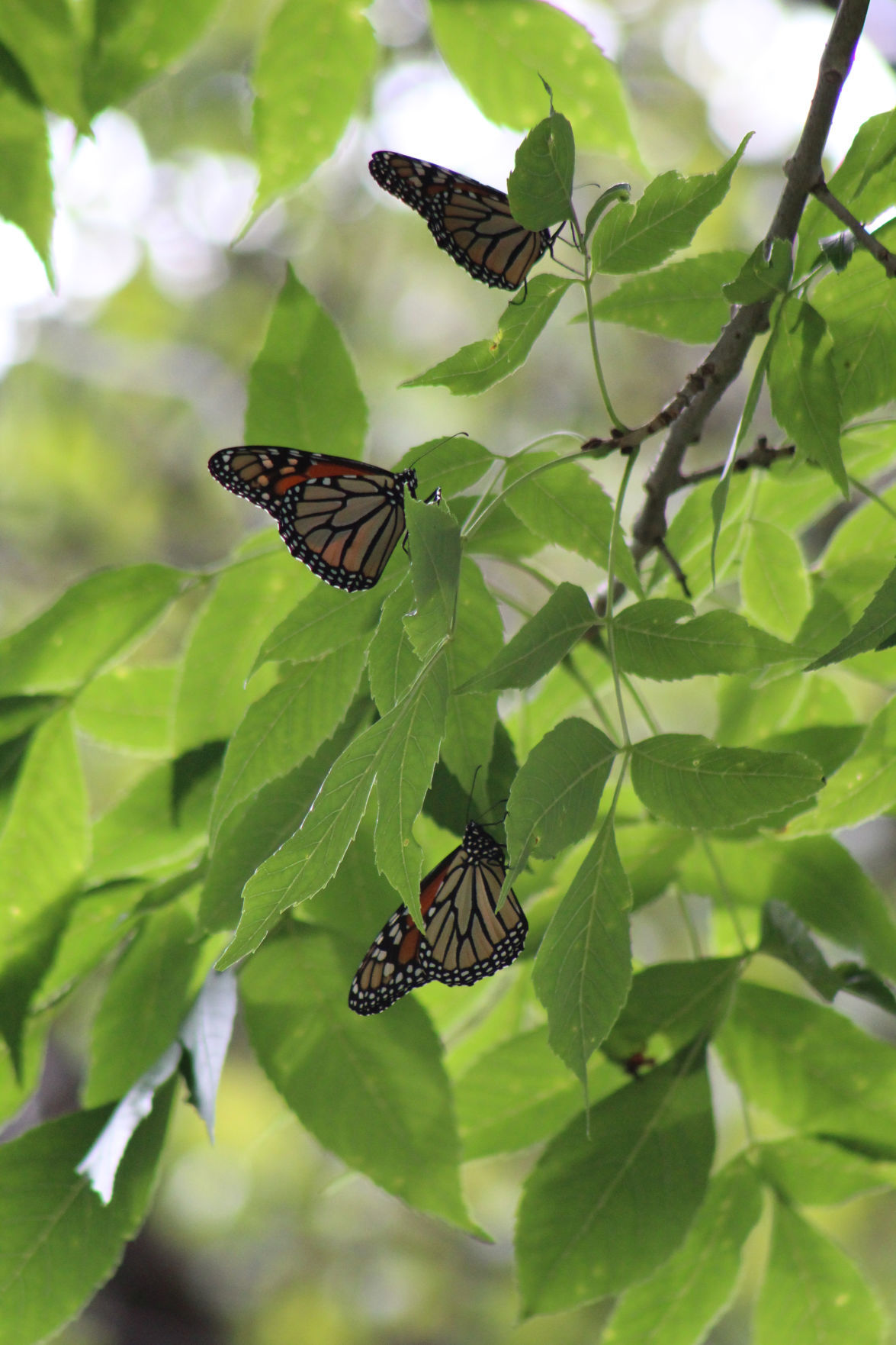 Shaine Birdd: Migrating monarchs